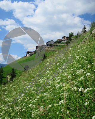 07.2018, Suedtirol,Meran und Umgebung

Hier nur Vorschaubilder