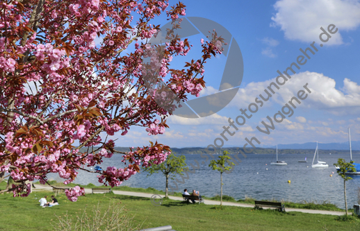 03.05.2023 ,Tutzing, Starnberger See

Hier nur Vorschaubilder !