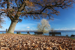 14.11.2024 ,Tutzing, Starnberger See

Hier nur Vorschaubilder !