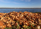 17.10.2024 ,Tutzing, Starnberger See

Hier nur Vorschaubilder !