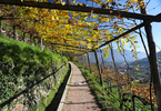 30.10.2024, Suedtirol, Meran und Umgebung, Algunder Waalweg

Hier nur Vorschaubilder !